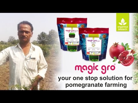 Powder biofungicide magicgro bacillus subtilis, 1 kg