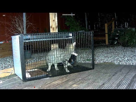 Trying to trap a sick or injured fox is impossible...