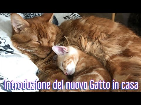 10 Passaggi per l'inserimento di un Gatto nuovo in casa 😺✅ - Convivenza tra Gatti - SOS GATTO