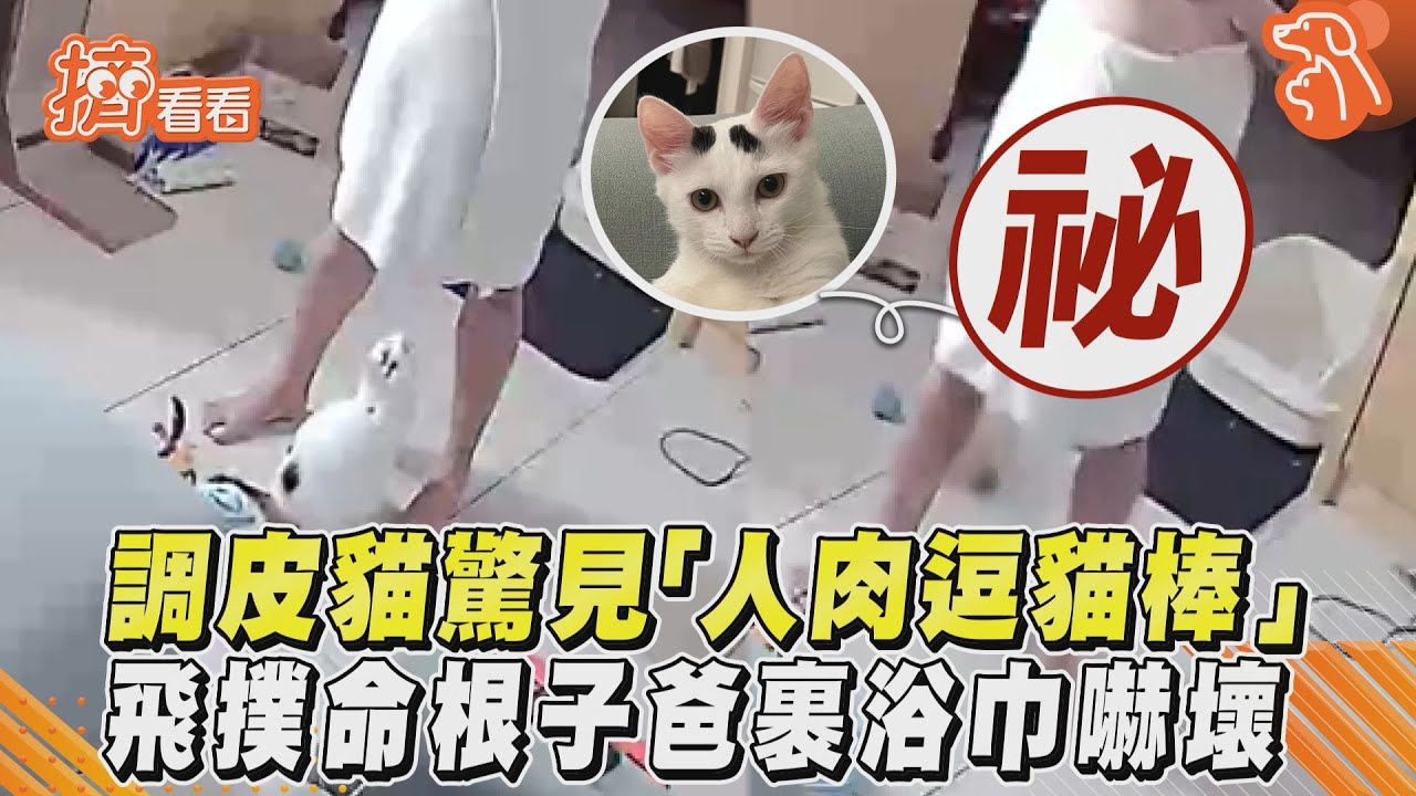 影音/調皮貓驚見「人肉逗貓棒」 飛撲命根子爸裹浴巾嚇壞