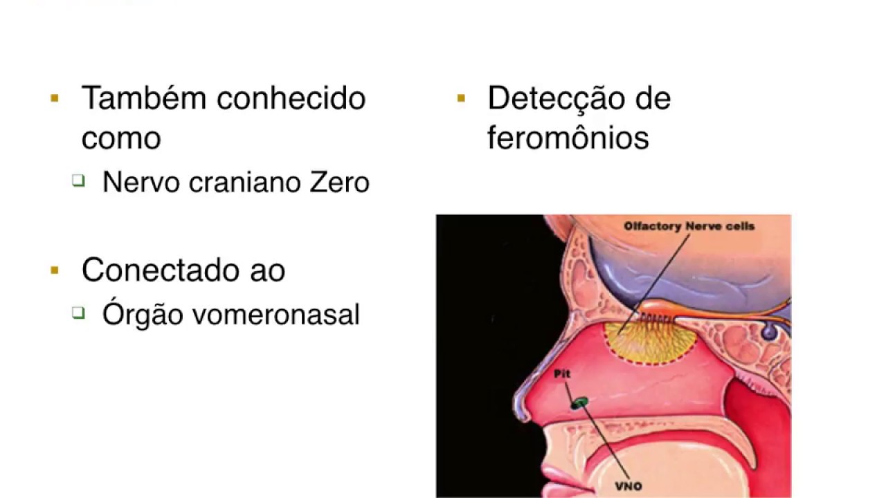 Bases S14B Nervos Cranianos