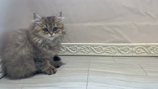 スコティッシュストレートの動画01