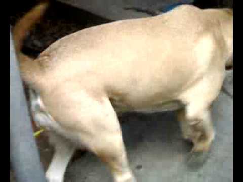 Pets - Jawahar Nagar