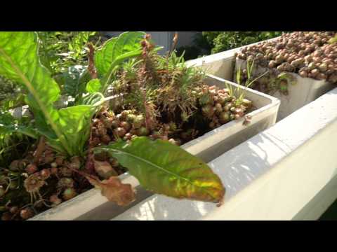 Sony A6300 1080p Video 50Fps