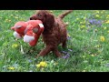 Goldendoodle dogs for sale: Calvin F1b - Video 1