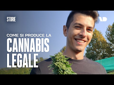 , title : 'Come si produce la cannabis legale'
