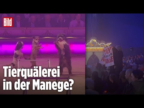 München: Aktivisten stürmen Zirkuspremiere