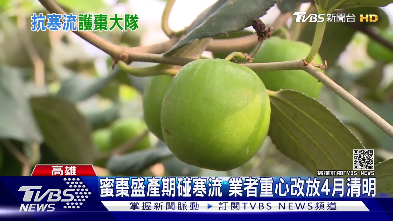 天冷蜜棗甜!但長不大、凍傷多 頂級棗減產