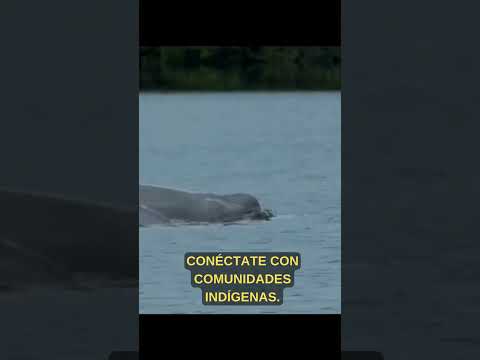 EL PESEBRE DE COLOMBIA: Puerto Nariño es increíble.