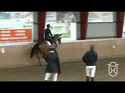 23 Holsteiner Stute von Larimar   Cassini II   Corleone   Lord