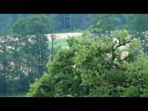 Turmfalke "Falki" findet er Anschluss, 02.07.2017