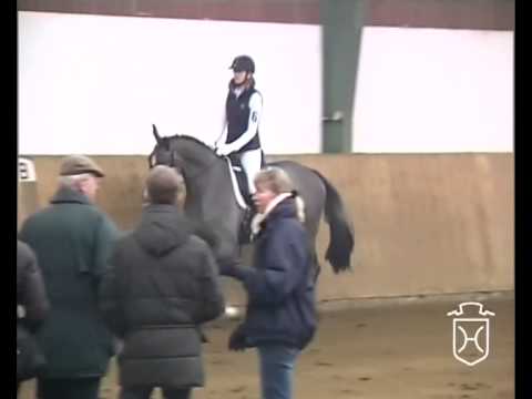 Holsteiner Stute von Casall - Cassini I - Coronado