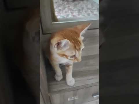 Pyara baccha || 🐈😻🥰❤️