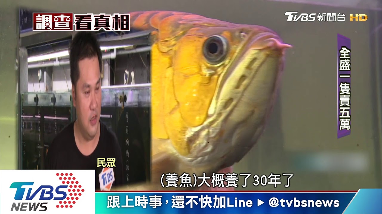 水晶蝦台灣價暴跌　轉攻「兼營」歐美市場