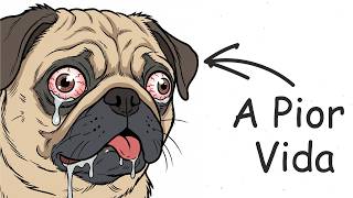 Por Que É Uma Merda Nascer Como Um Pug