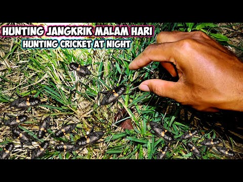 BERBURU JANGKRIK MALAM HARI || HUNTING CRICKET AT NIGHT