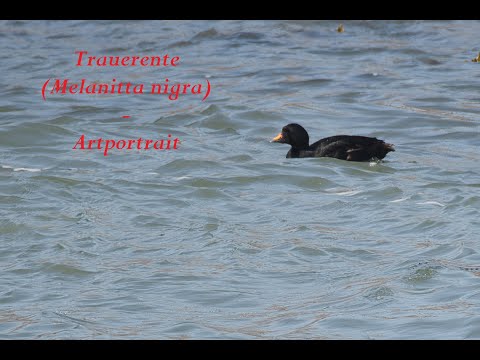 Trauerente (Melanitta nigra) - Artportrait