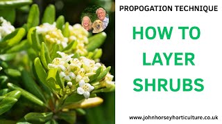 LAYERING GUIDE: DOUBLE YOUR PITTOSPORUM COLLECTION