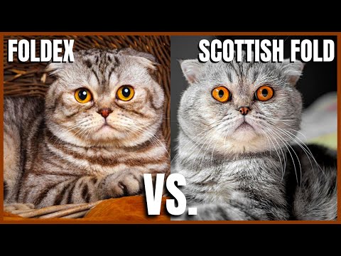 Foldex Cat VS. Scottish Fold Cat
