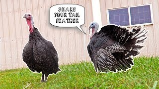 Turkey Pickup Lines