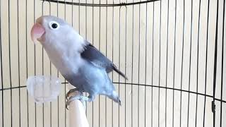 Download lagu Sekali putar PANCINGAN ini lovebird mu di jamin gak mau diam.pancingan lobet paling BERISIK mp3