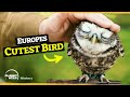 Back From Extinction Say Hello To The Little Owl