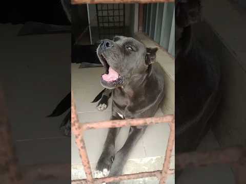 Funny dogs 😀❤️ @haripriya #shorts #dog