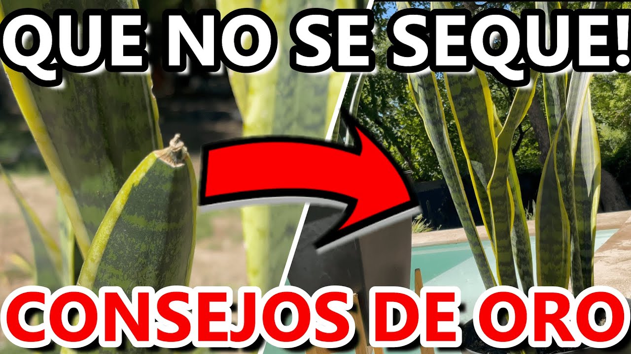 5 CONSEJOS Para Cuidar Una SANSEVIERIA o Lengua De Suegra | Evitar Hojas Enfermas o Secas