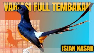 Download lagu Variasi Tembakan Murai Batu Gacor Full Isian Kasar Mewah - White rumped shama mp3 Download lagu Variasi Tembakan Murai Batu Gacor Full Isian Kasar Mewah - White rumped shama mp3