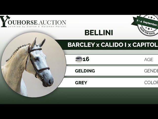 Bellini @ show