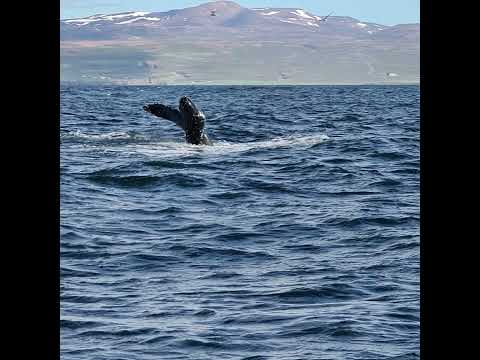 9 July 2022 honda adventure roads in Iceland crf1100. whale watching
