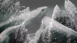 Three Snake Leaves Music Video