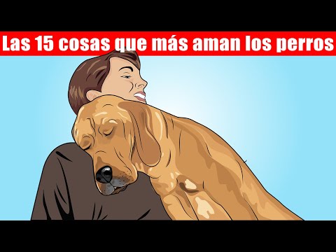 Las 15 cosas que más aman los perros