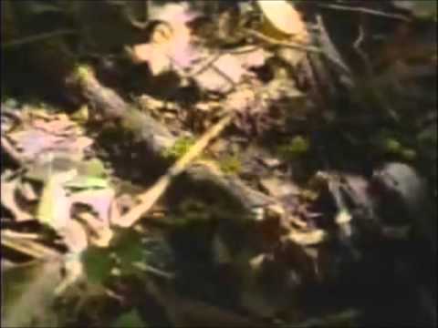 Mrekullia e Allahit - Te Milingonat P3