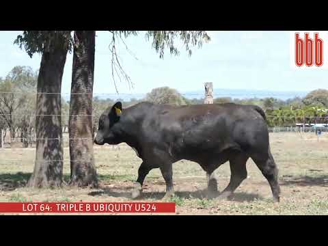 LOT 64 - TRIPLE B UBIQUITY U524