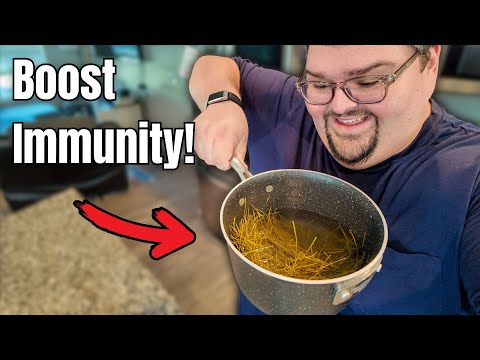 Warum jetzt jeder zu Hause Kiefernnadeltee zubereitet