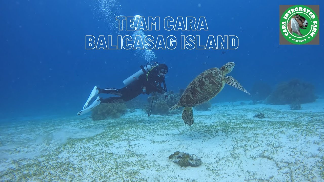 Join a traveler on diving adventure at Balicasag Island.