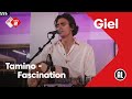 Tamino - Fascination | NPO Radio 2