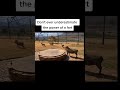 Pumbaa Is Not The Same Anymore Don T Ever Underestimate The Power Of A Fart Farted Farting Boar