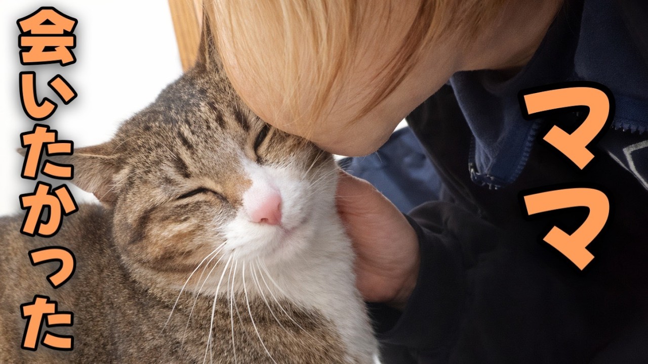 どこ行ってたの？ママが仕事から帰ると嬉しくて甘えん坊が爆発する猫