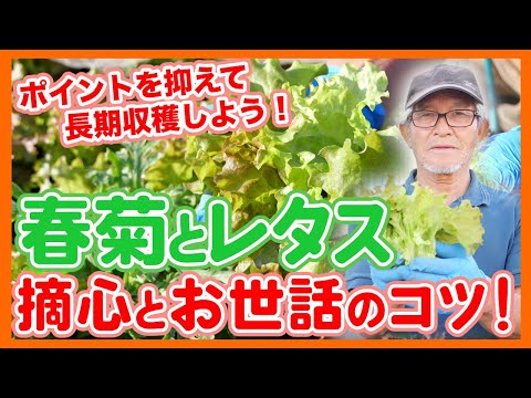 コーヒーかすをサラダに使えますか?レタスにはどんなメリットがあるのでしょうか？  庭園