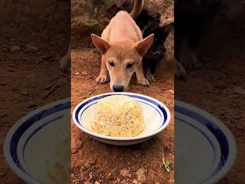 #funny #dogs #pet #dogscats#dogshorts #dog#doglover#doglife