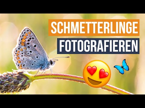 Schmetterlinge fotografieren in der Wildwiese - VLOG