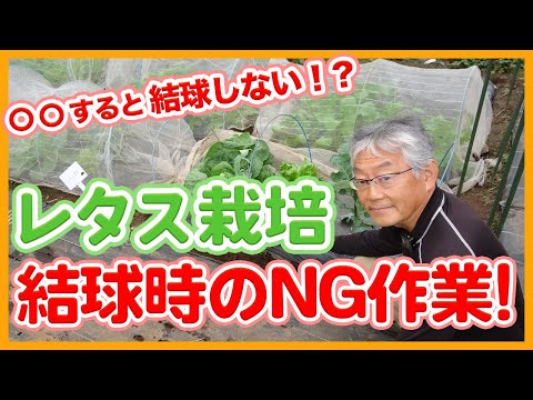 8月に子羊のレタスを播種するにはどうすればよいですか？冬のサラダを楽しむための 7 つのメンテナンス方法  庭園