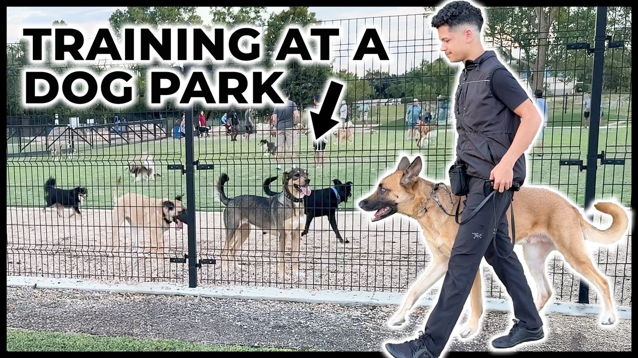 How I train reactive dogs to IGNORE other dogs [FULL REACTIVITY SESSION]