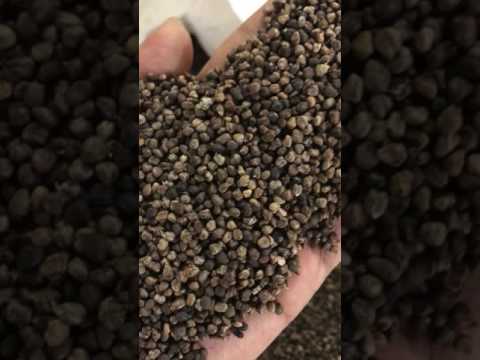 Large cardamom seeds, packaging: plastic bag