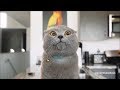 Aaron 039 s Animals NEW VIDEO COMPILATION 20 Aaron 039 s Animals NEW VIDEO COMPILATION 20