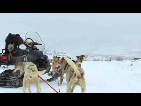 Meet the sled dogs!