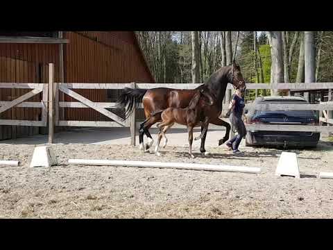 Stutfohlen von SECRET x FOUNDATION