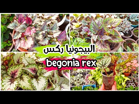 , title : 'كل ماتحتاجه من معلومات حول نبات البيجونيا ركس begonia rex'